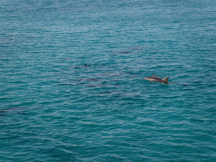 Дельфины в Египте