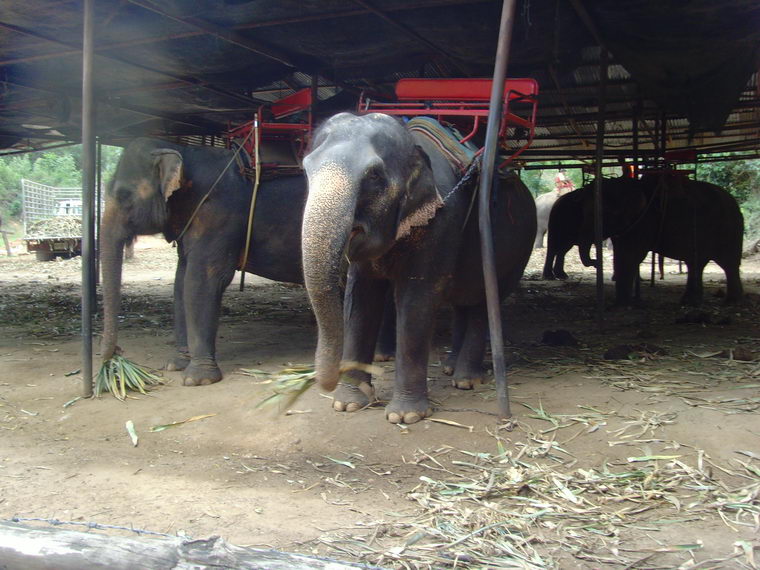 Слоны Тайланд