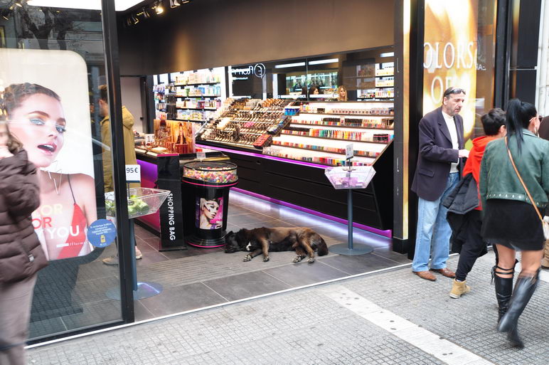 Собака в магазине косметики Салоников