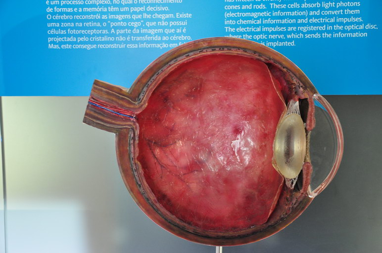 Коимбра, музей, глаз