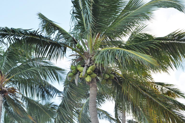 Кокосовая пальма, Доминикана