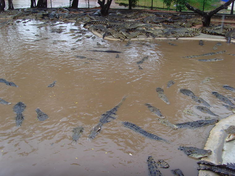 Крокодиловая ферма в Тайланде