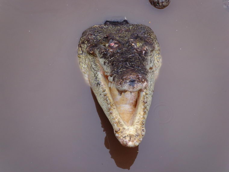 Пасть крокодила в Тайланде
